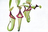 NEPENTHES MAXIMA MIXTA