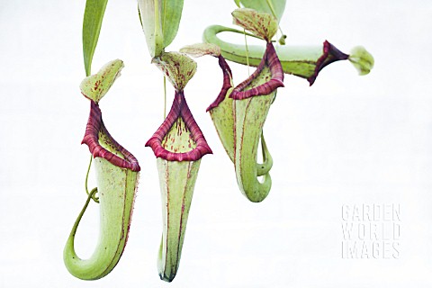 NEPENTHES_MAXIMA_MIXTA