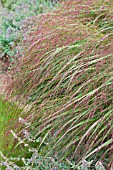 PANICUM WARRIOR