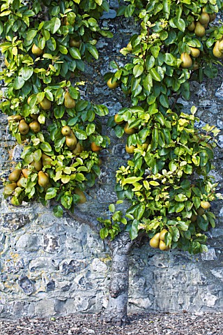 PYRUS_COMMUNIS_DOYENNE_DU_COMICE