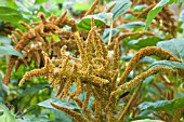 AMARANTHUS CRUENTUS HOT BISCUIT