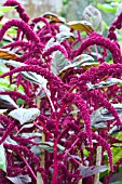 AMARANTHUS CRUENTUS RED ARMY