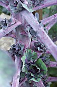 BRASSICA OLERACEA GEMMIFERA X  B O NAPUS, PETIT POSY