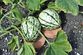 CUCURBITA PEPO HARLEQUINE F1