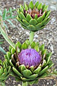 CYNARA CARDUNCULUS VIOLET DE PROVENCE