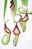 NEPENTHES MAXIMA MIXTA