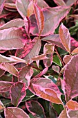 PHOTINIA X FRASERI PINK MARBLE (CASSINI)