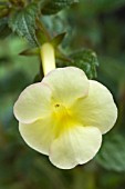 ACHIMENES HIMALAYAN SUNRISE