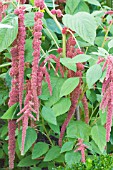 AMARANTHUS CAUDATUS CORAL FOUNTAIN