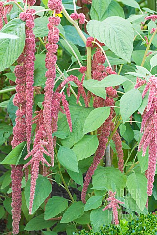 AMARANTHUS_CAUDATUS_CORAL_FOUNTAIN