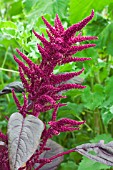 AMARANTHUS CRUENTUS VELVET CURTAINS