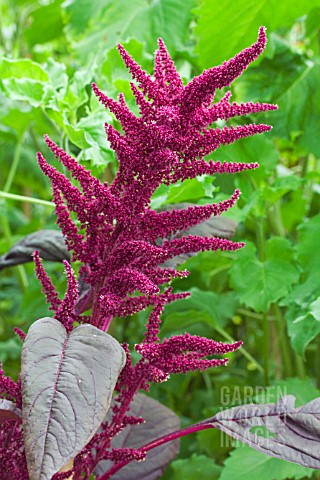 AMARANTHUS_CRUENTUS_VELVET_CURTAINS