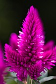 CELOSIA CARACAS