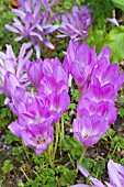 COLCHICUM AUTUMNALE ATRORUBENS