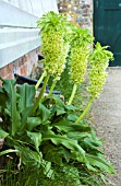 EUCOMIS AUTUMNALIS