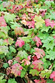 GERANIUM CLARLEI KASHMIR WHITE