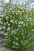 MYRTUS COMMUNIS TARENTINA