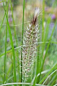 PENNISETUM ALOPECUROIDES LITTLE BUNNY