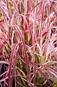 PENNISETUM SETACEUM FIREWORKS