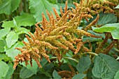 AMARANTHUS CRUENTUS AUTUMN TORCH