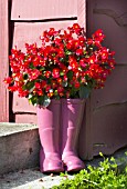 BEGONIA X SEMPERFLORENS BANDA BING RED