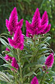 CELOSIA CARACAS