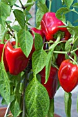 CAPSICUM ANNUUM  VESNA F1