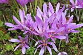 COLCHICUM PUSILLUM