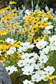 COSMOS DWARF SONATA WHITE, RUDBECKIA GREEN EYES & SALVIA FARINACEAE CIRRUS WHITE