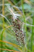 PENNISETUM ALOPECUROIDES LITTLE BUNNY