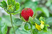 POTENTILLA INDICA