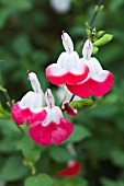 SALVIA HOT LIPS