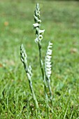 SPIRANTHES SPIRALIS