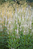 VERONICASTRUM VIRGINICUM LAVENDELTURM