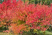 ACER TARTARICUM