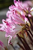 AMARYLLIS BELLADONNA