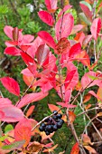 ARONIA X PRUNIFOLIA