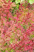 ARUNCUS AETHUSIFOLIA