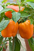 CAPSICUM ANNUUM  ORANGE F1