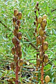 CARDIOCRINUM GIGANTEUM