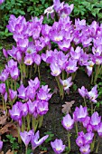 COLCHICUM CONQUEST