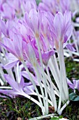 COLCHICUM AUTUMNALE