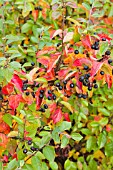 COTONEASTER LUCIDUS