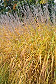 MISCANTHUS X GIGANTEUS (SACCHARIFLORUS)