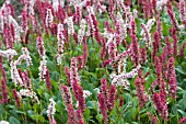 PERSICARIA AFFINIS SUPERBA