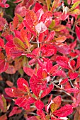 RHODODENDRON NORTHERN HI-LIGHTS