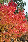 ACER TARTARICUM