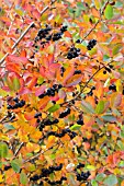 ARONIA X PRUNIFOLIA
