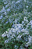 ASTER ERICOIDES HON VICARY GIBBS