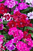 DIANTHUS F1 FESTIVAL MIX